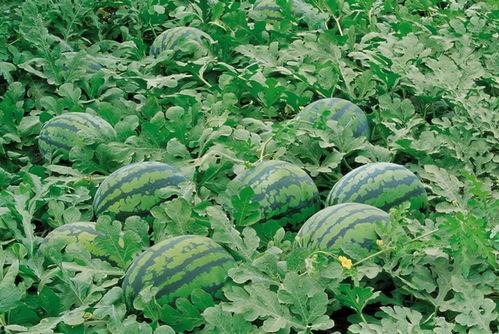 629吃瓜爆料入口